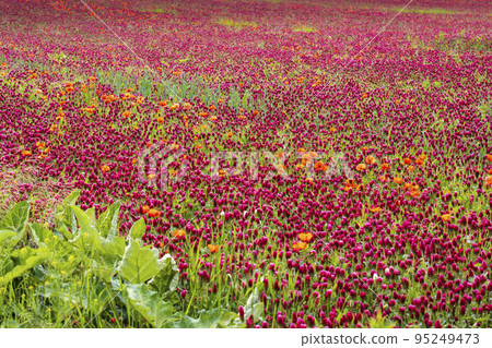 field full of red clovers field full of red clovers 95249473