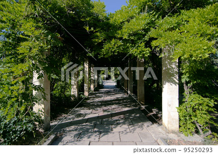 an alley with an arch of tree branches an alley with an arch of tree branches 95250293