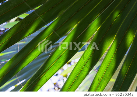 Macro photo of palm leaf on a sunny day with shadows Macro photo of palm leaf on a sunny day with shadows 95250342