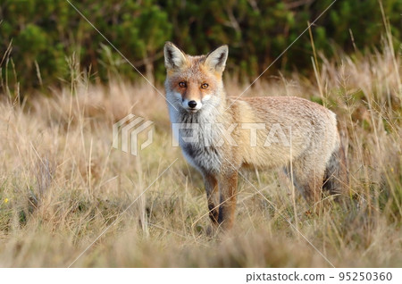 Beautiful wild red fox on mountains 95250360