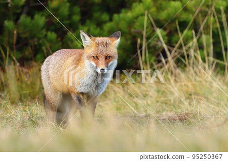 Beautiful wild red fox on mountains Beautiful wild red fox on mountains 95250367