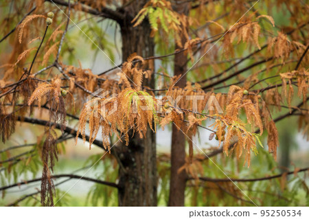 落羽松, 松樹 ，松 ，カラマツ、森、松、arch, forest, pine, 95250534