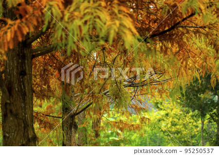 落羽松, 松樹 ,松 ,カラマツ、森、松、arch, forest, pine, 落羽松, 松樹 ,松 ,カラマツ、森、松、arch, forest, pine, 95250537