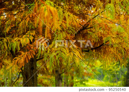 落羽松, 松樹 ，松 ，カラマツ、森、松、arch, forest, pine, 95250540