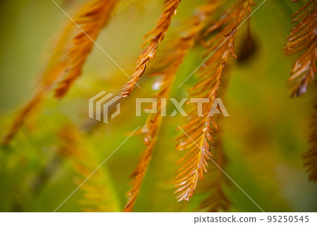 落羽松, 松樹 ，松 ，カラマツ、森、松、arch, forest, pine, 95250545