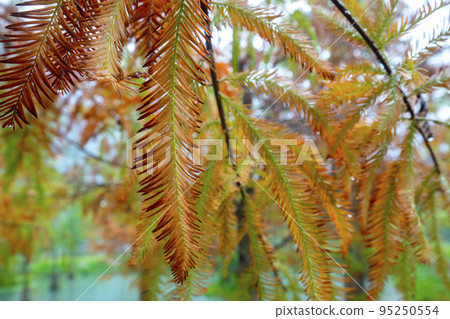 落羽松, 松樹 ，松 ，カラマツ、森、松、arch, forest, pine, 95250554