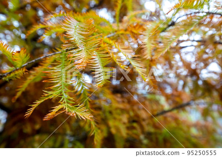 落羽松, 松樹 ，松 ，カラマツ、森、松、arch, forest, pine, 95250555