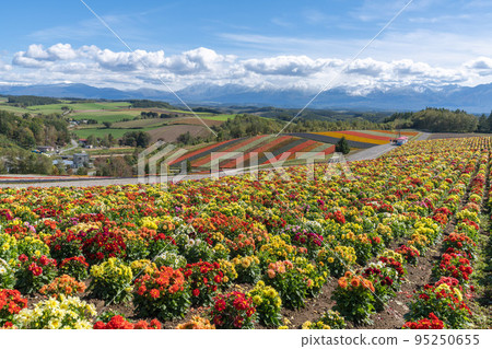 [Autumn in Hokkaido] Flower scenery of Shikisai no Oka 95250655