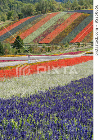 [Autumn in Hokkaido] Flower scenery of Shikisai no Oka 95250656
