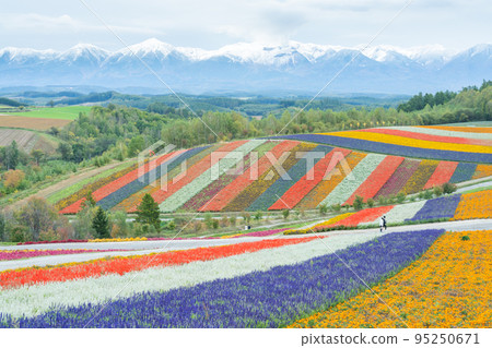 [Autumn in Hokkaido] Flower scenery of Shikisai no Oka 95250671
