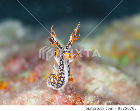 Heydoshi Umi 95250763