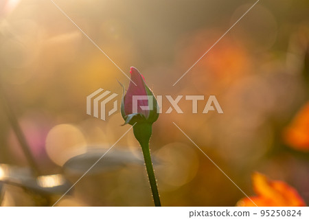 一朵玫瑰花在夕陽下懷舊地閃耀 一朵玫瑰花在夕陽下懷舊地閃耀 95250824