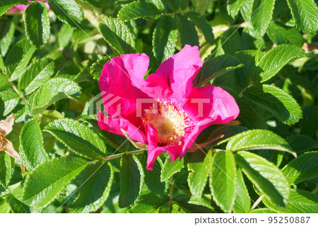 Hamanasu flowers blooming in the garden of Hokkaido Hamanasu flowers blooming in the garden of Hokkaido 95250887