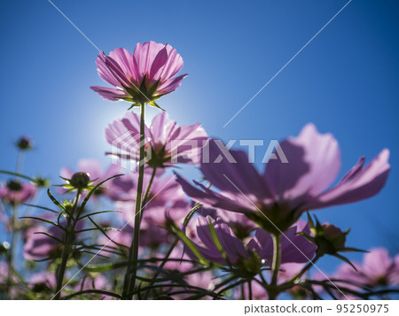 粉紅色的宇宙 粉紅色的宇宙 95250975