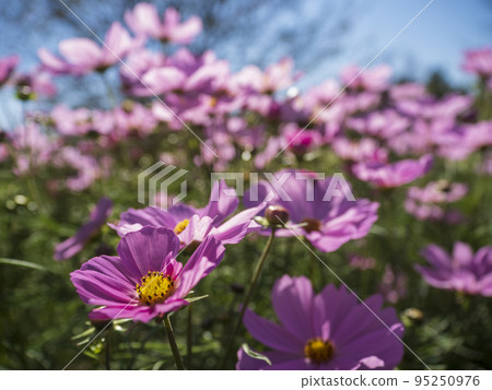  宇宙領域 95250976