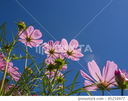 陽光明媚的秋天和粉紅色的宇宙 陽光明媚的秋天和粉紅色的宇宙 95250977