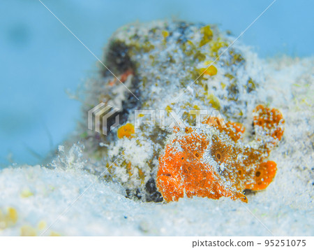 青蛙魚的幼魚 青蛙魚的幼魚 95251075