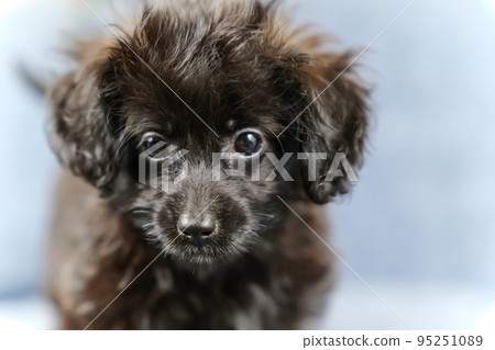 black puppy looking at camera black puppy looking at camera 95251089