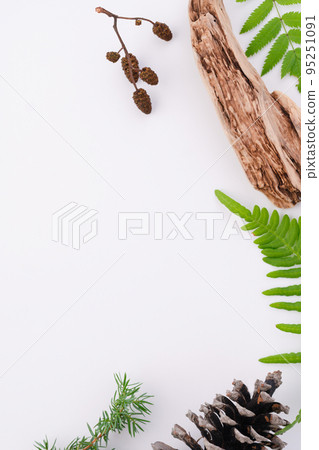 mock up. Ingredients for perfume. Fragrance design. Flat lay composition on a white background. Coniferous tree, Forest fragrance, bark, cedar 95251091
