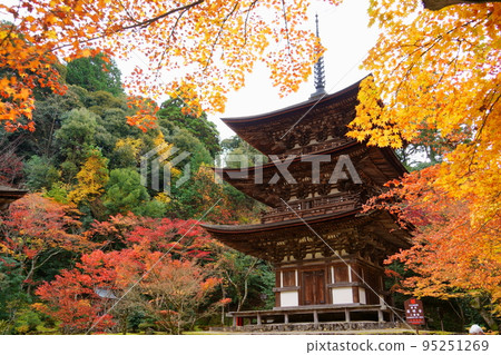 Koto Sanzan / Saimyoji Three-storied Pagoda, a National Treasure Surrounded by Autumn Leaves (Kora Town, Shiga Prefecture) 95251269