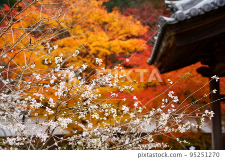 Koto Sanzan / Permanent cherry blossoms and autumn leaves of Saimyoji Temple (Kora Town, Shiga Prefecture) Koto Sanzan / Permanent cherry blossoms and autumn leaves of Saimyoji Temple (Kora Town, Shiga Prefecture) 95251270