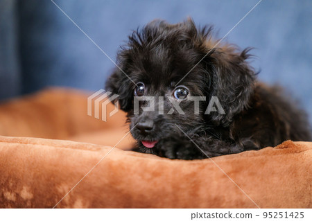 Puppy looking at camera with tongue out on dog bed Puppy looking at camera with tongue out on dog bed 95251425