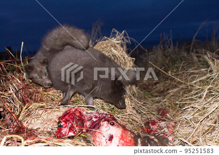Blue foxes come at night to devour carcasses of seals Blue foxes come at night to devour carcasses of seals 95251583