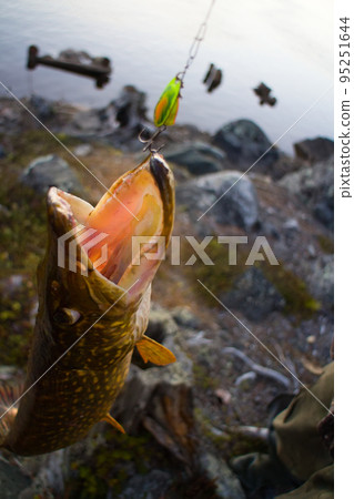 pike fishing big Northern fish pike fishing big Northern fish 95251644
