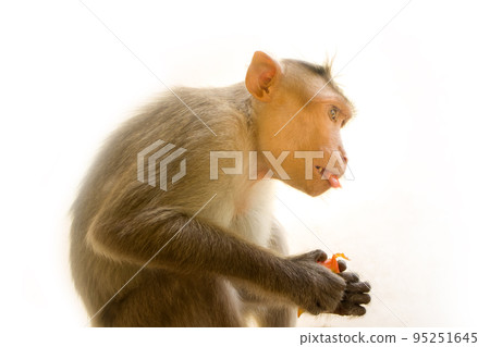 Indian macaques, bonnet macaques, or (lat. Macaca radiata). Indian macaques, bonnet macaques, or (lat. Macaca radiata). 95251645