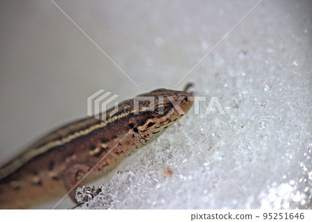 Call of spring. Pregnant lizard wakes up and crosses snowy surface Call of spring. Pregnant lizard wakes up and crosses snowy surface 95251646