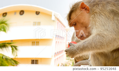 Monkey on ledge of multistory building 5. Problem of cohabitation of humans and animals (bionomics) Monkey on ledge of multistory building 5. Problem of cohabitation of humans and animals (bionomics) 95251648