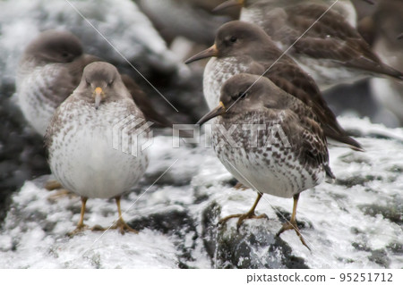 Calidris ptilocnemis qutra Calidris ptilocnemis qutra 95251712