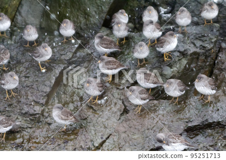 Calidris ptilocnemis qutra Calidris ptilocnemis qutra 95251713
