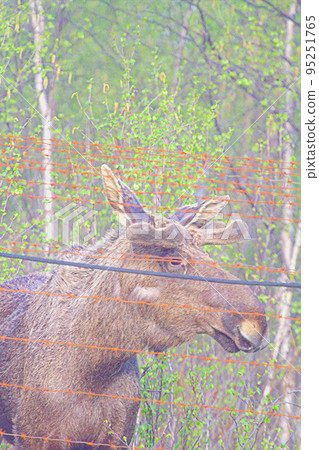 elk in preserve on edge of territory elk in preserve on edge of territory 95251765