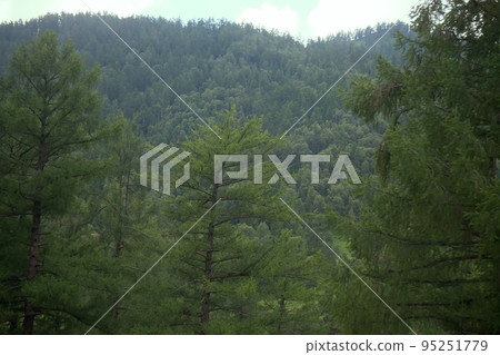 Covered with mixed forests of the Altai mountains. Covered with mixed forests of the Altai mountains. 95251779