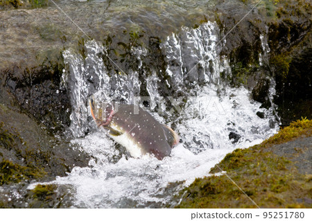 hunchback salmon (Oncorhynchus gorbuscha) 2 hunchback salmon (Oncorhynchus gorbuscha) 2 95251780