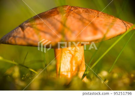 macro edible mushroom forest 95251796