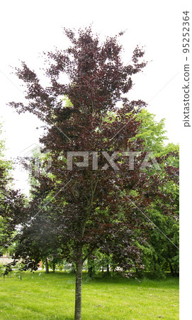 Beautiful tree with dark leaves European beech. Nature 95252364