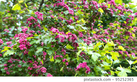 Flowering of a beautiful red hawthorn tree. Background, pink flowers on a tree. Springtime, hawthorn branches 95252365