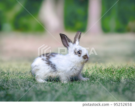 A side view of a white baby rabbit standing in a meadow in front of a bright forest. I have a property release. A side view of a white baby rabbit standing in a meadow in front of a bright forest. I have a property release. 95252658