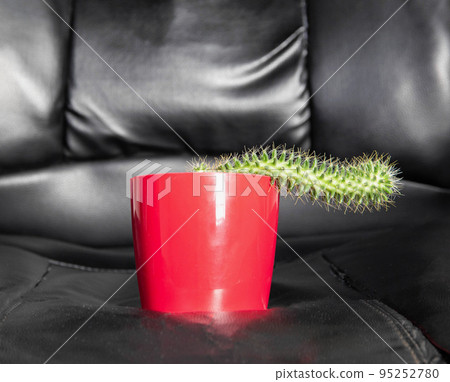 Red potted cactus on a leather office chair. Diseases in men associated with a sedentary lifestyle, weak erection, prostatitis, venous blood stasis, close-up Red potted cactus on a leather office chair. Diseases in men associated with a sedentary lifestyle, weak erection, prostatitis, venous blood stasis, close-up 95252780