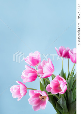 Beautiful pink white tulips on blue background, vertical, copy space 95252848