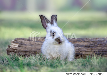 A front view of a white baby rabbit sitting in front of a fallen tree in a meadow. With property release. 95252855