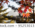 秋葉染紅 95253013