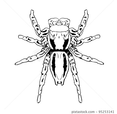 Black-and-white illustration of a male flybird 95253141