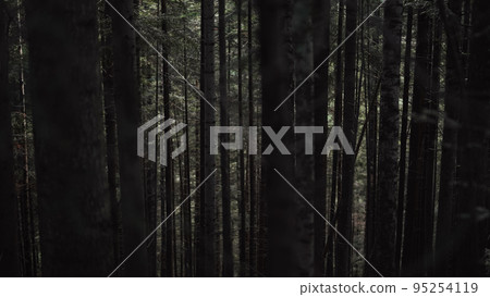 Dramatic black tree trunks in dark pine tree Carpathian mountains forest. Walking through pinewood 95254119