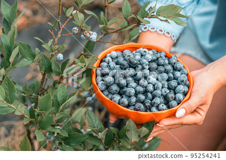 Woman holding blueberries on garden background. Rich blackberry harvest. Fresh ripe organic berries 95254241