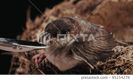 Barn swallow - hirundo rustica drinks water from spoon, sitting in mud nest, bird chick in their Barn swallow - hirundo rustica drinks water from spoon, sitting in mud nest, bird chick in their 95254276