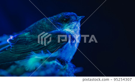 Barn swallow - hirundo rustica sitting in mud nest, bird chick under blue neon light. Night, dark Barn swallow - hirundo rustica sitting in mud nest, bird chick under blue neon light. Night, dark 95254307