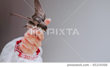 Barn swallow - hirundo rustica in ukrainian woman hands. Little tamed bird chick spreads wings 95254308